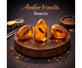 Fossil / Insects