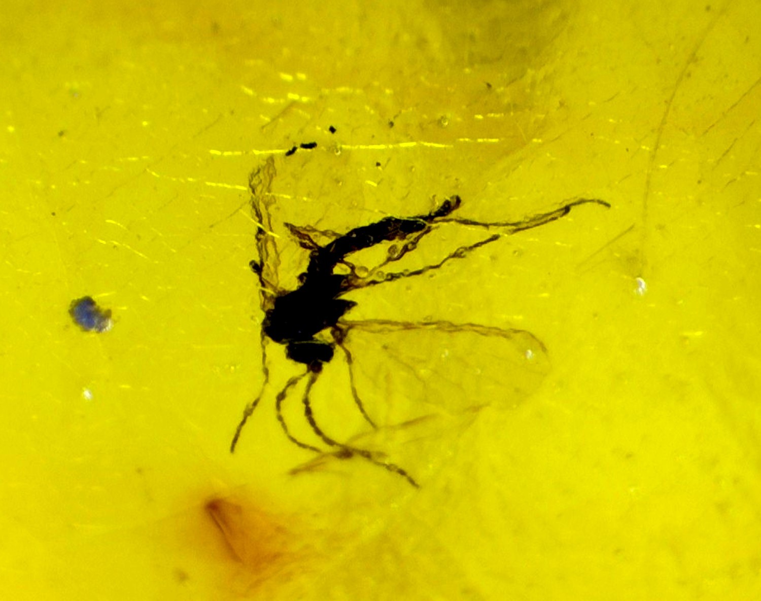 Statement Gift Mosquito Inclusion In Amber Amber Fossils/Insects 20mm