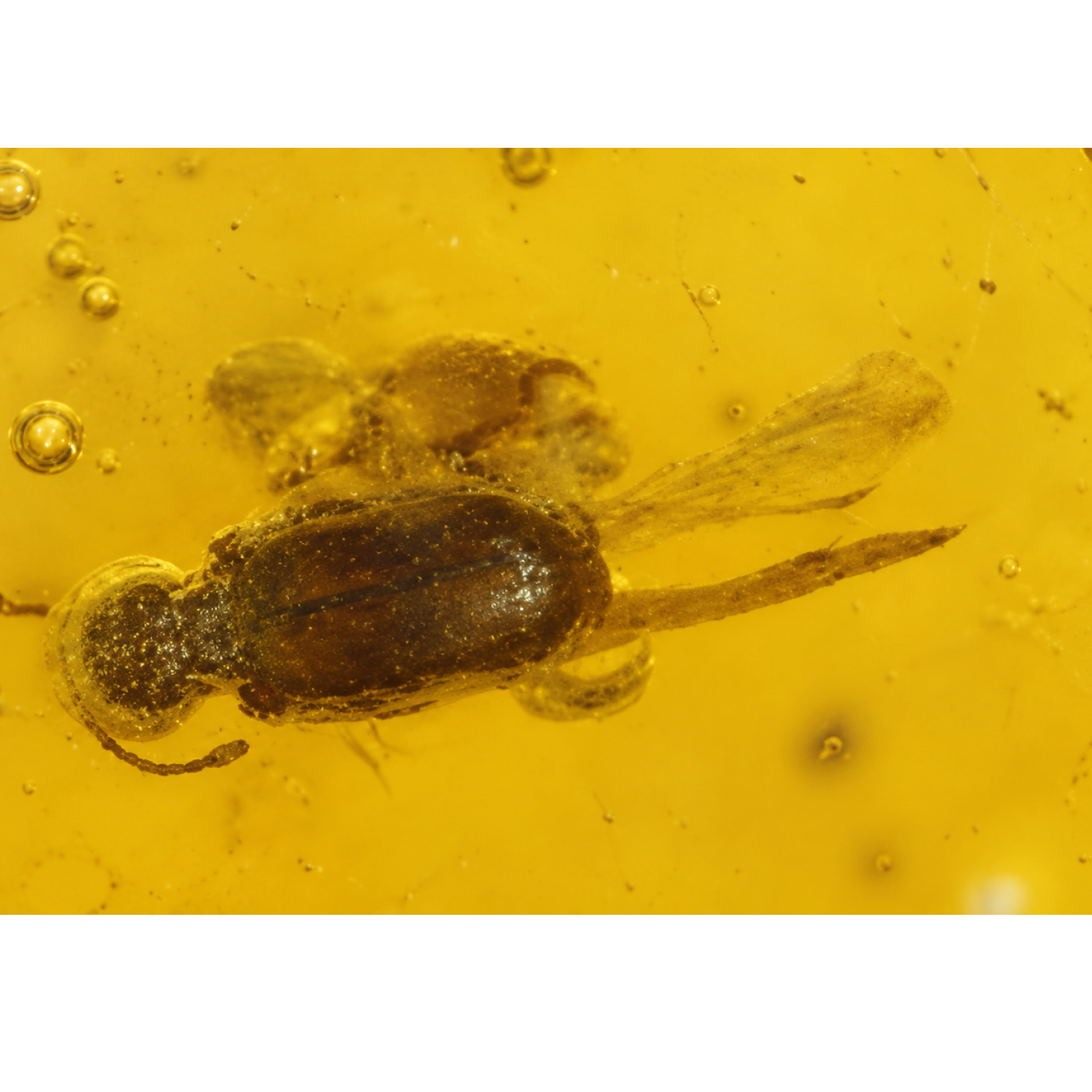 Real yellow orange Dominican amber fly and beetle stone 22mm