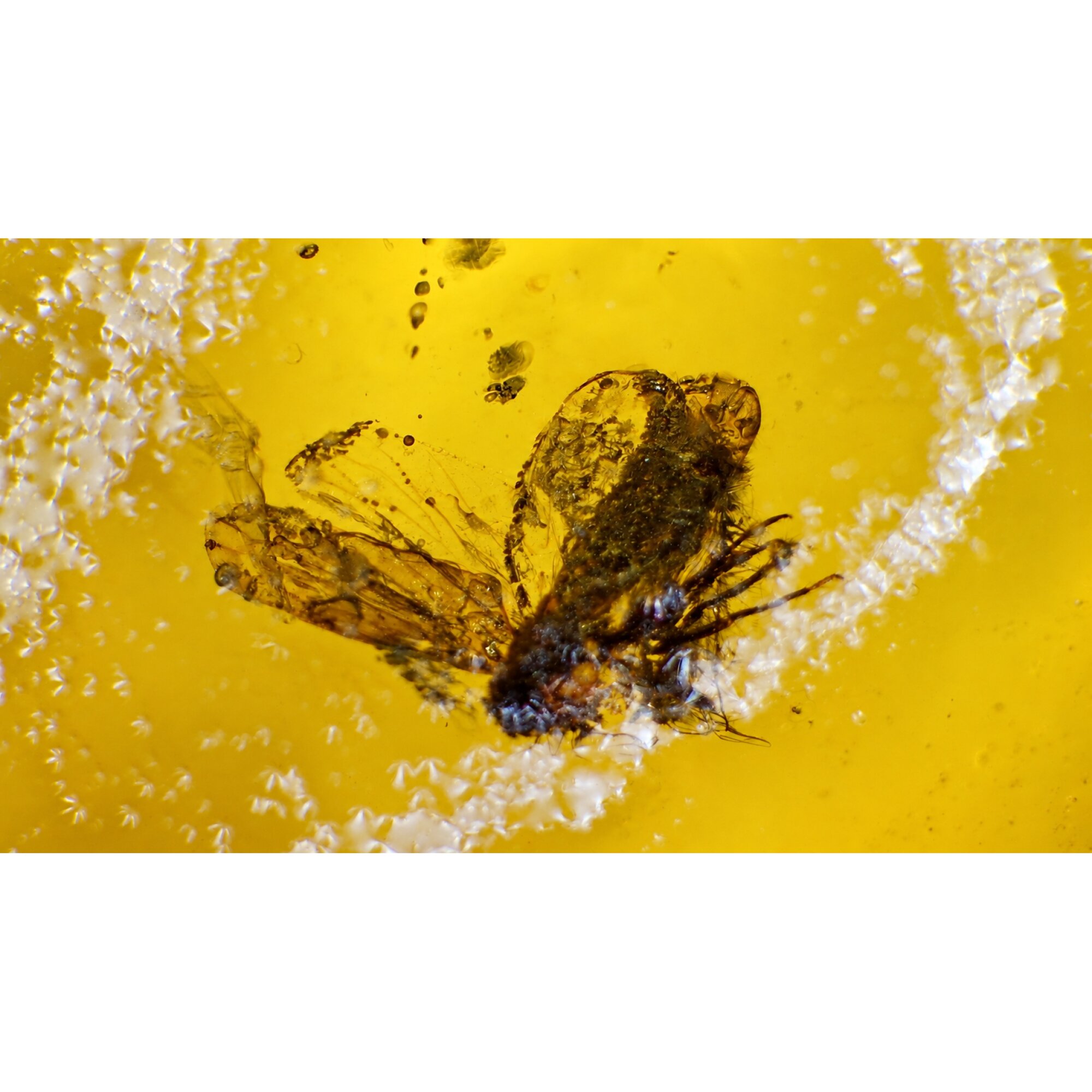 Real yellow Dominican amber small fly stone 26mm – photo 5