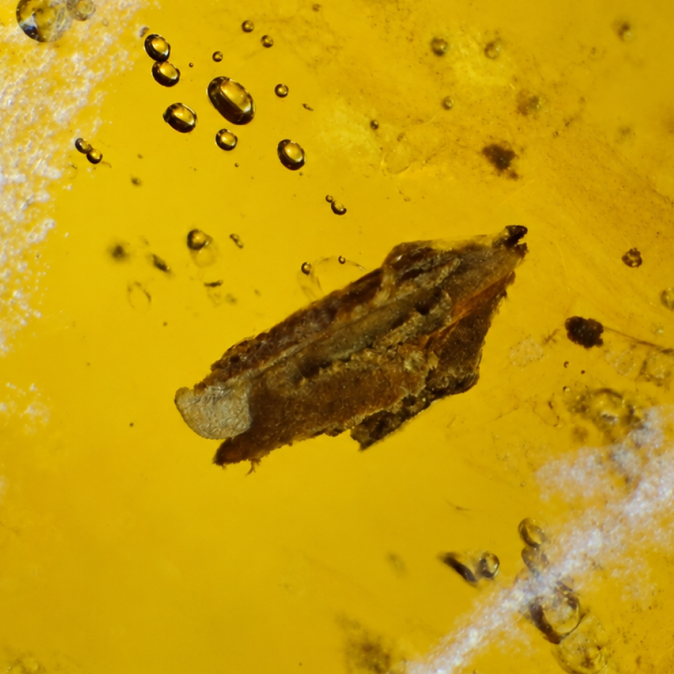 Real yellow Dominican amber insect stone 24mm