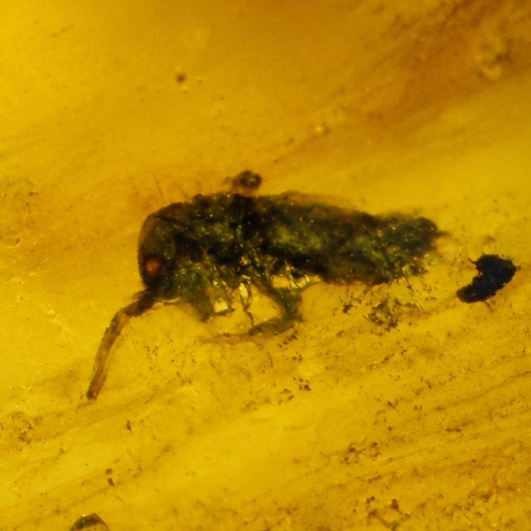Genuine yellow Dominican amber small rove beetle insect stone 20mm