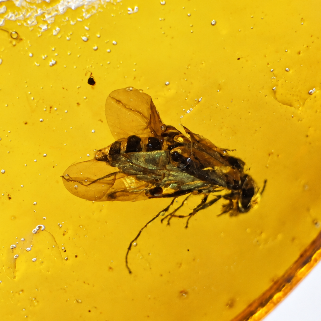 Genuine yellow Dominican amber small wasp and fly insect stone 16mm