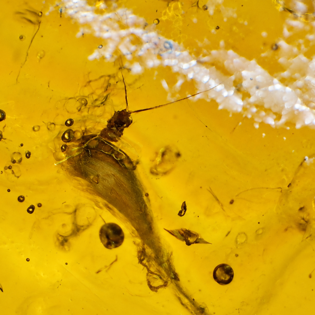 Genuine yellow Dominican amber stone Insect 19mm