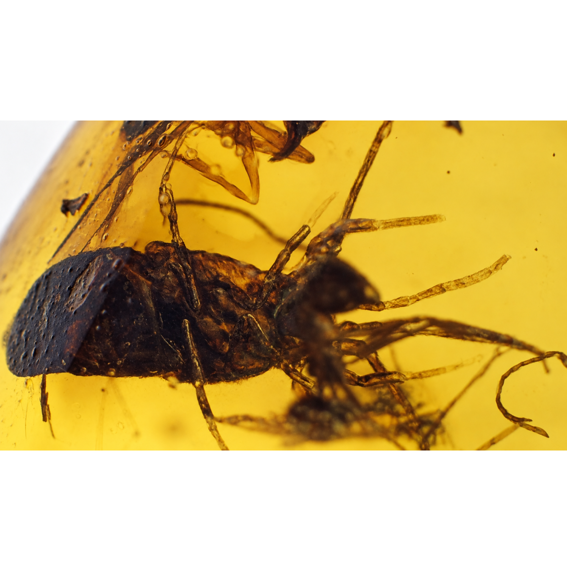 Genuine yellow Dominican amber multiple ants insect stone 16mm